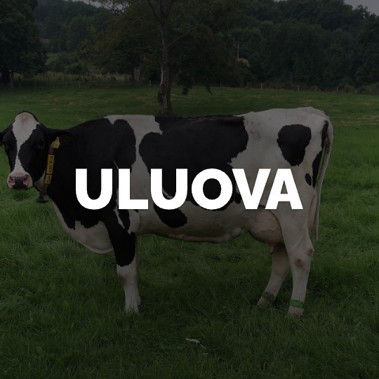 Uluova Süt